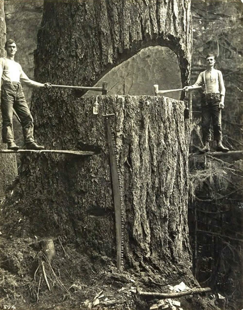 Des bûcherons à coté d'un arbre gigantesque