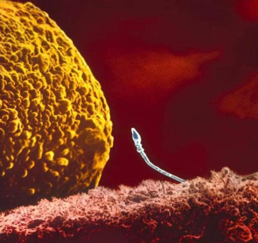 le spermatozoïde qui rencontre l'ovule