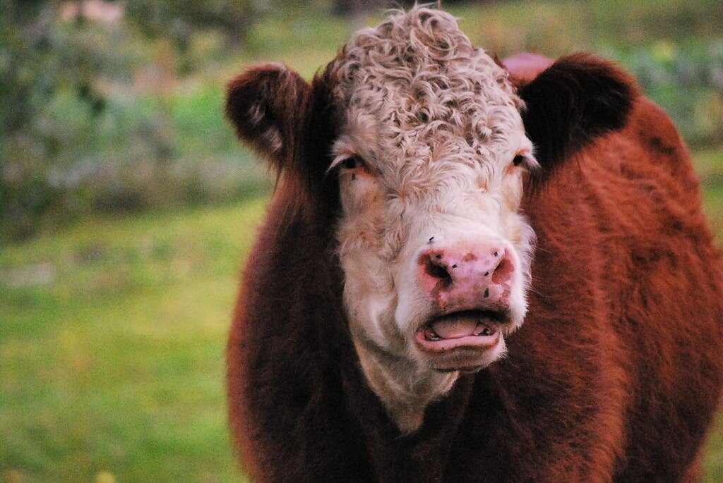 vache triste en train de pleurer