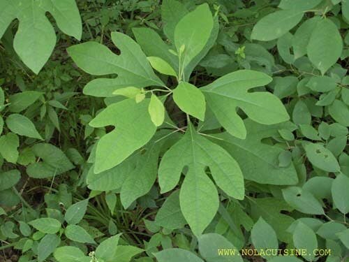 feuille verte sassafrass épice