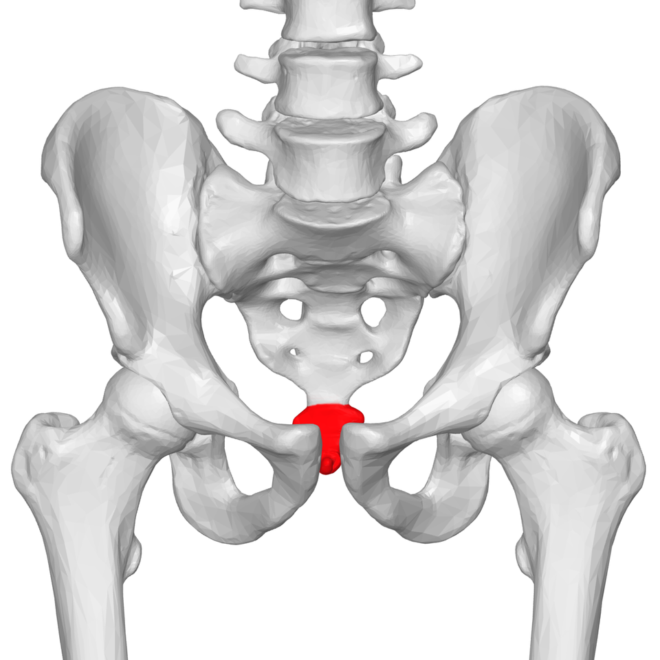 coccyx, humain, evolution