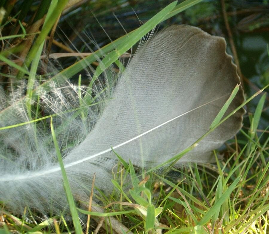 plume, oiseau, herbe