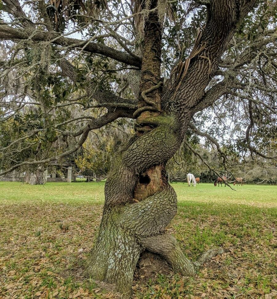 chêne, palmier, arbres