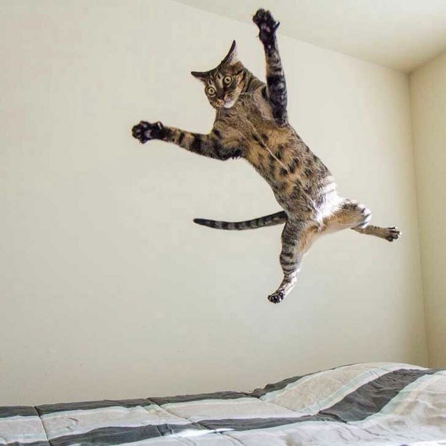 chat, saut