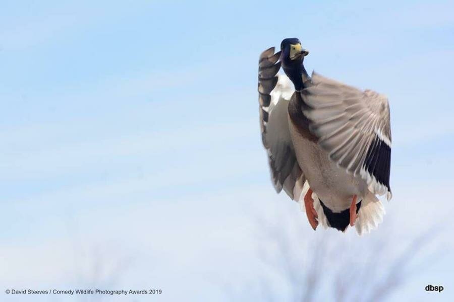 photo, concours, comedy wildlife photography