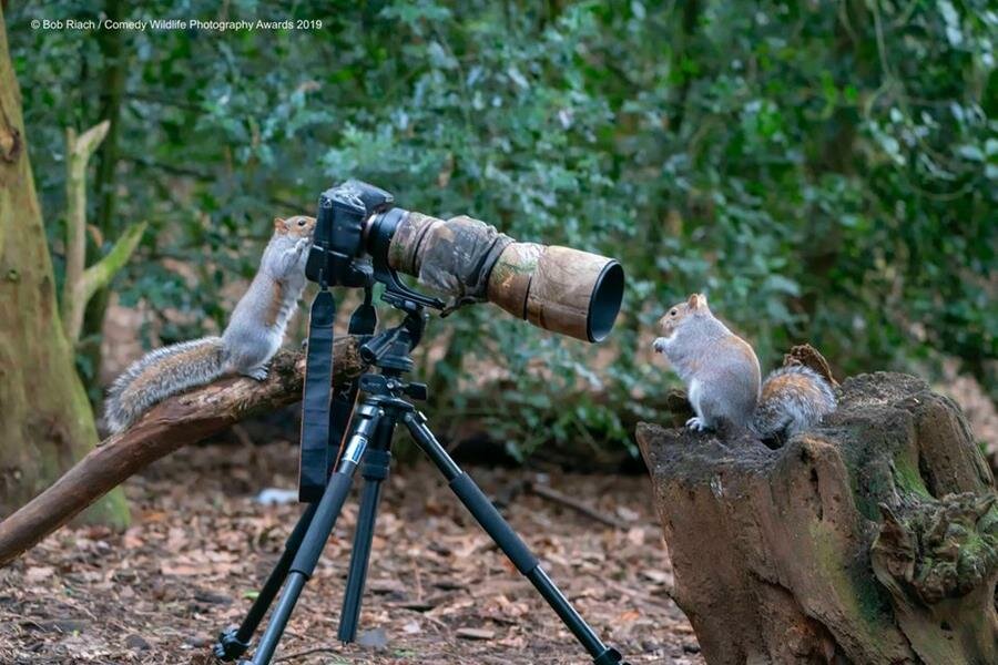 photo, concours, comedy wildlife photography