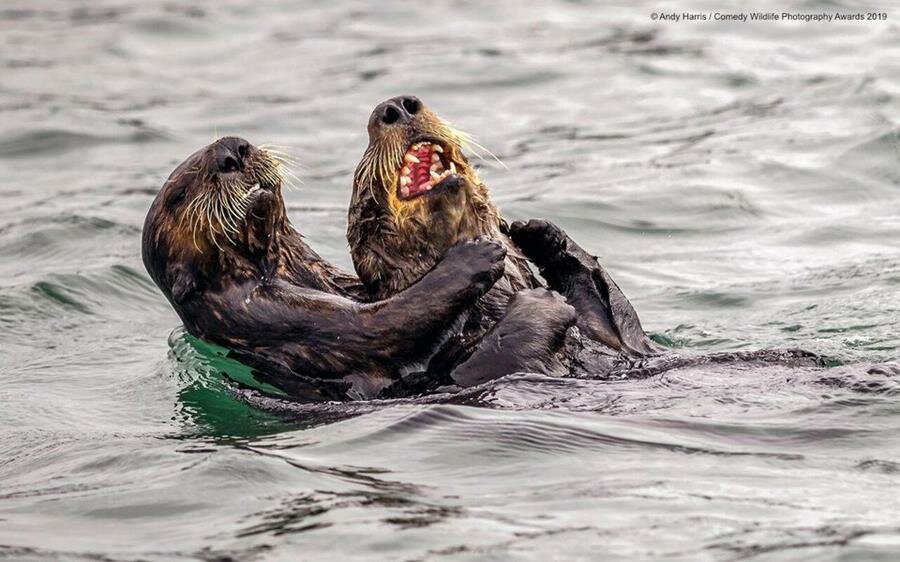 photo, concours, comedy wildlife photography