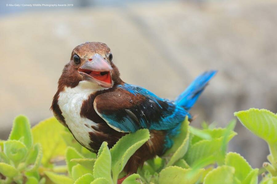 photo, concours, comedy wildlife photography