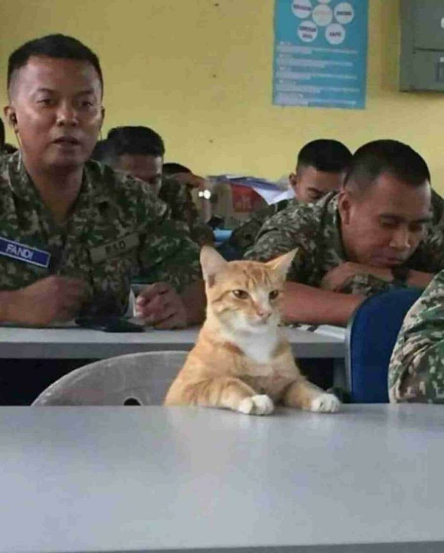 chat, armée