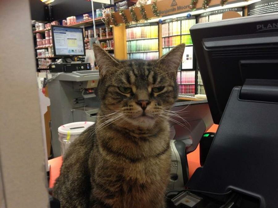 chat, magasin de bricolage