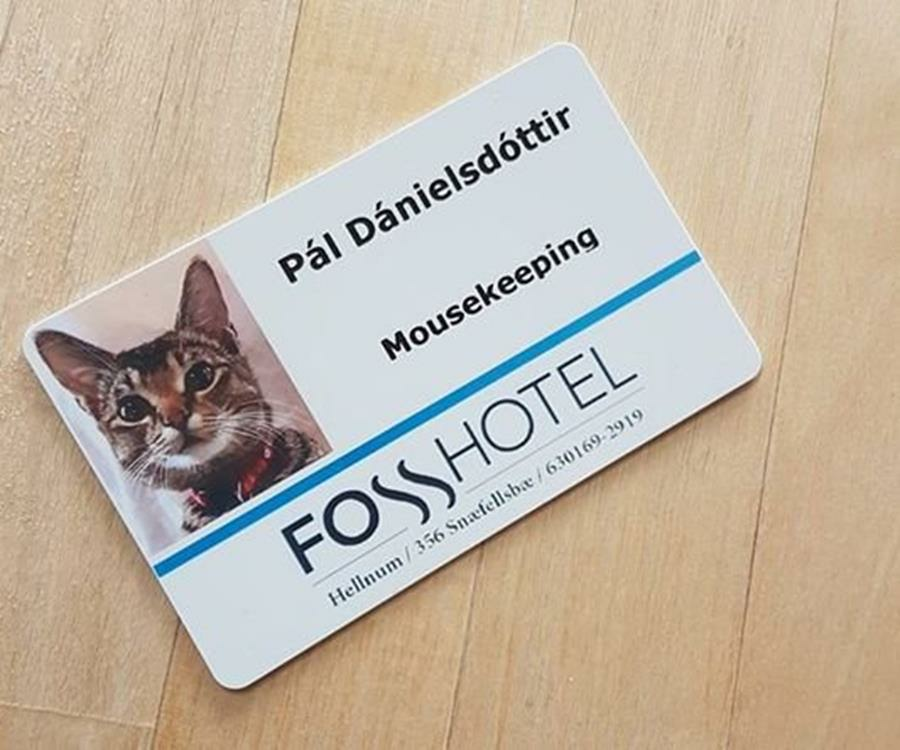 chat, carte, hôtel