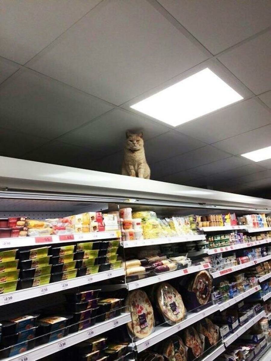 chat, supermarché, rayon