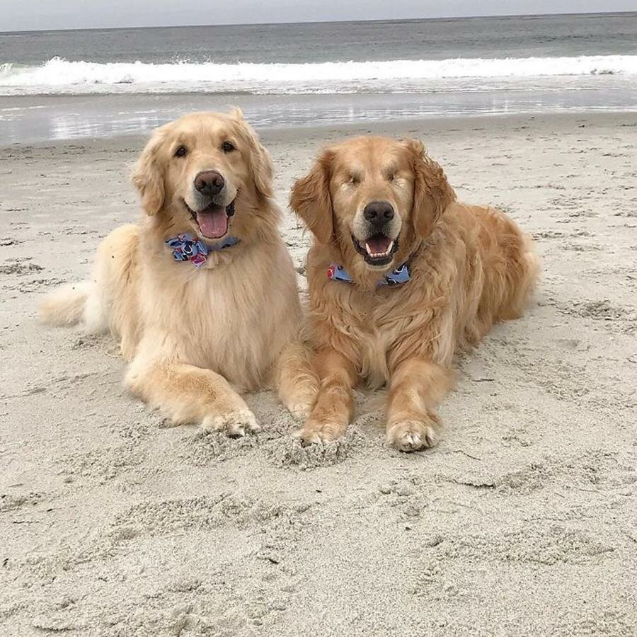 golden retriever, chiens, plage