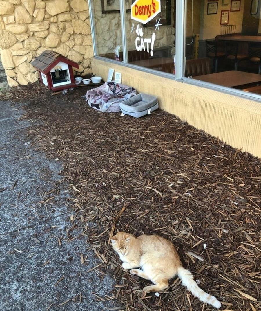 chat, maison, vitrine