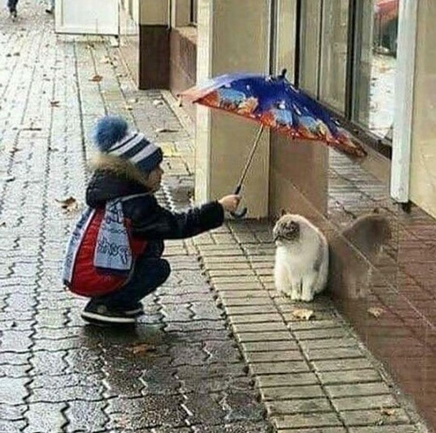 parapluie, chat