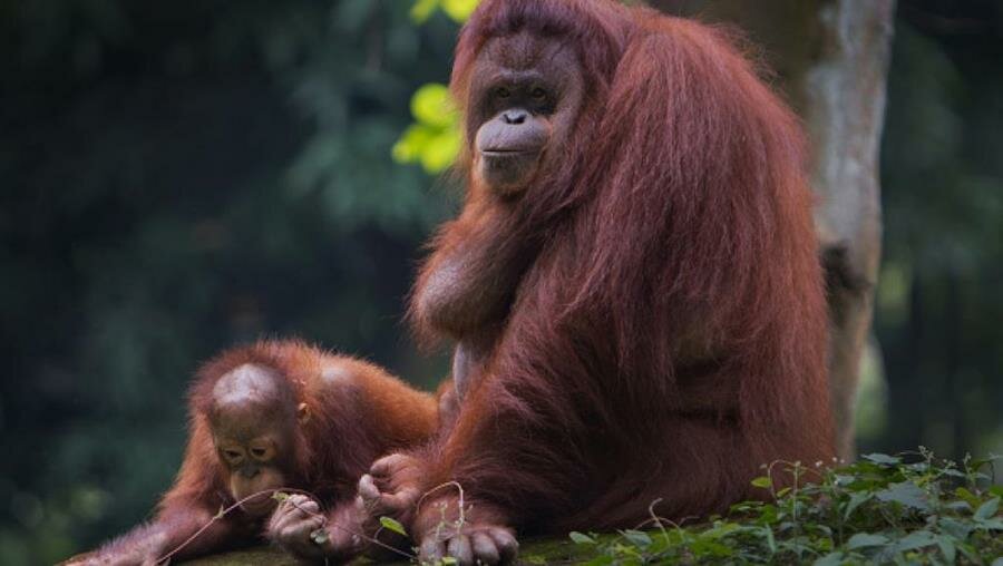 orang-outan, arbre