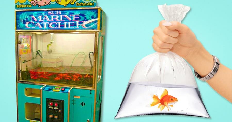 distributeur automatique, poisson rouge