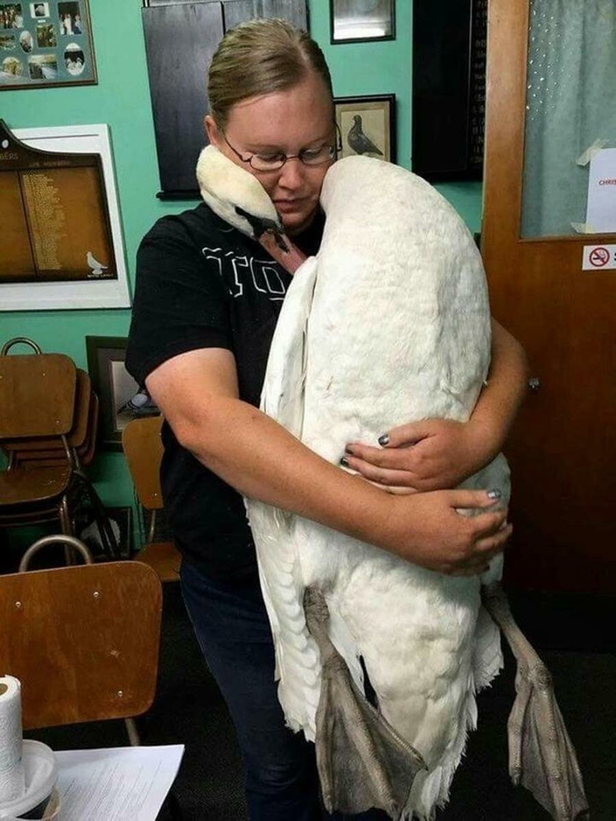 cygne, câlin