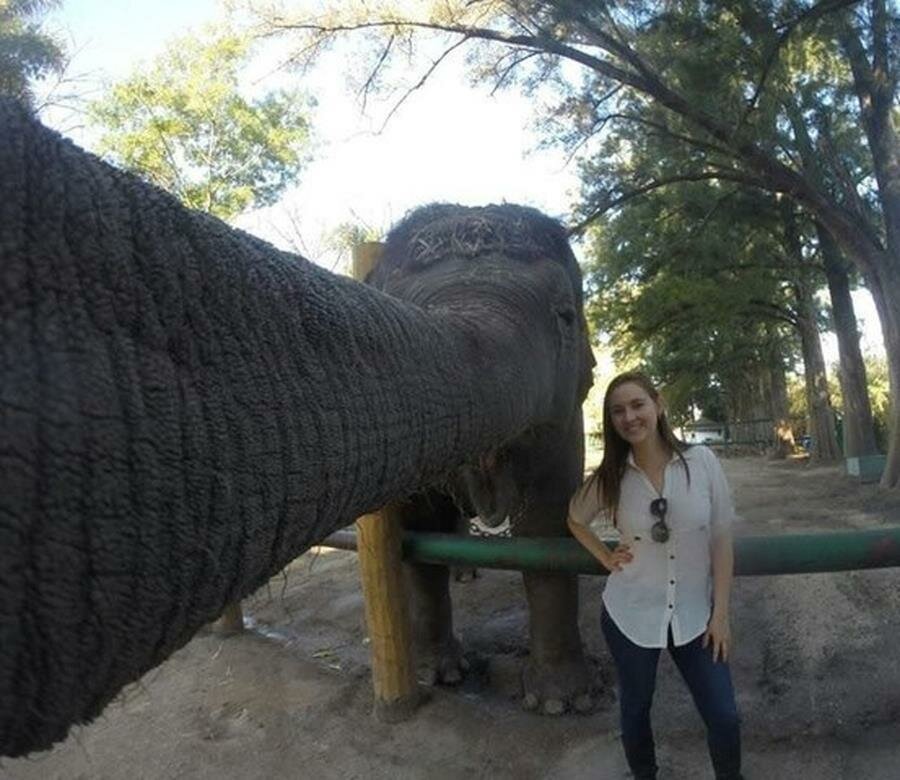 selfie, éléphant