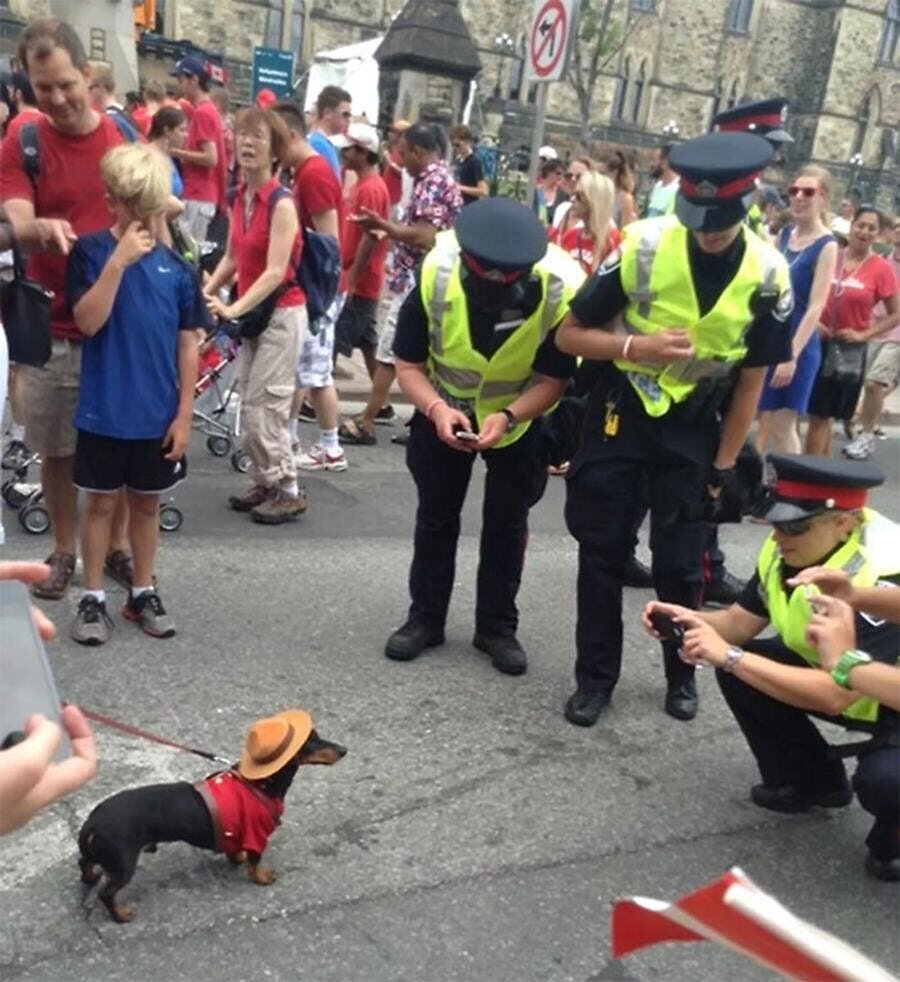 policiers, chien