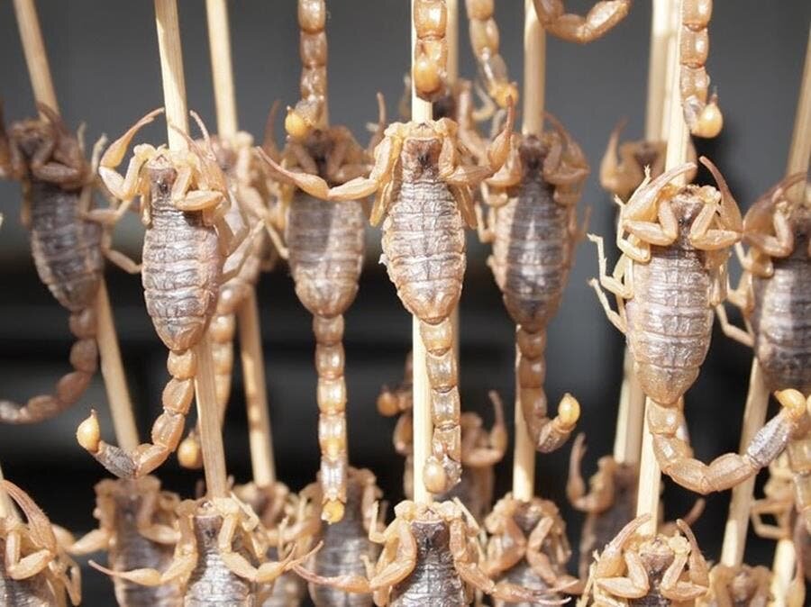 scorpion, brochettes