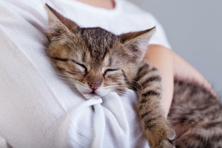 chat, sieste, câlin