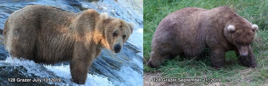 candidat, gros ours, parc naturel de katmai