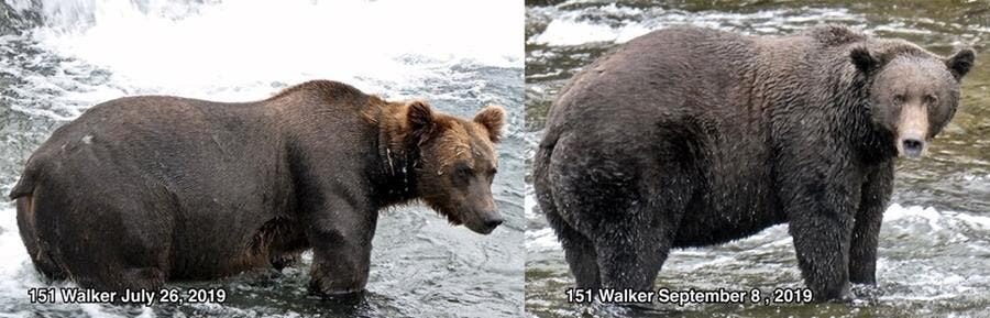 candidat, gros ours, parc naturel de katmai