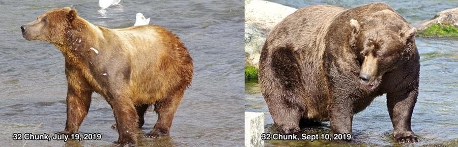 candidat, gros ours, parc naturel de katmai