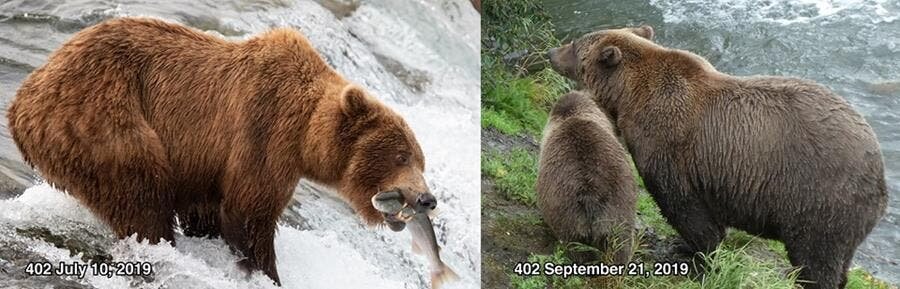 candidat, gros ours, parc naturel de katmai