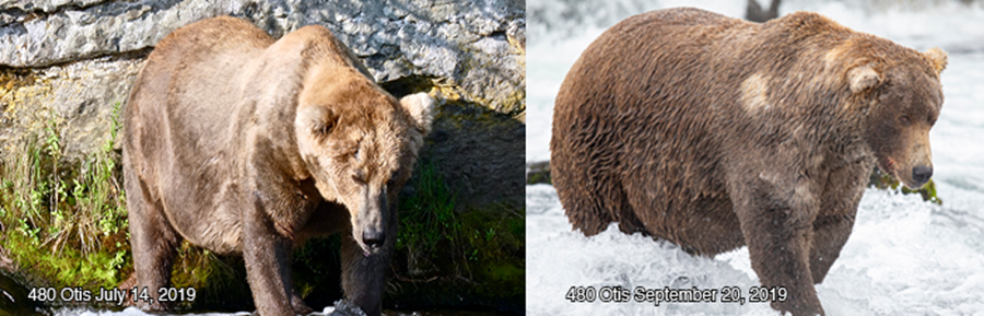 candidat, gros ours, parc naturel de katmai