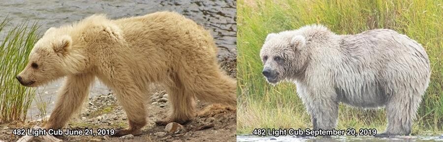 candidat, gros ours, parc naturel de katmai