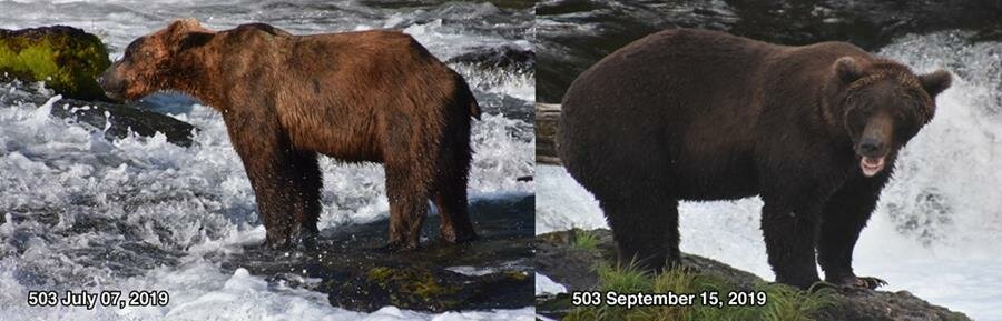 candidat, gros ours, parc naturel de katmai