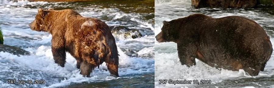 candidat, gros ours, parc naturel de katmai