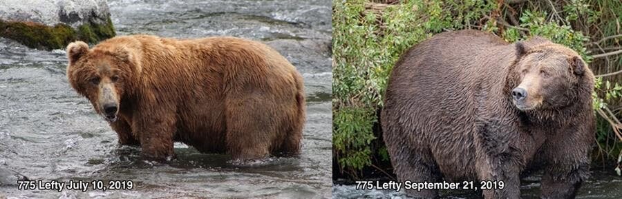 candidat, gros ours, parc naturel de katmai