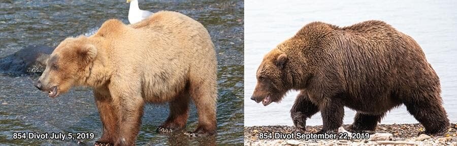 candidat, gros ours, parc naturel de katmai