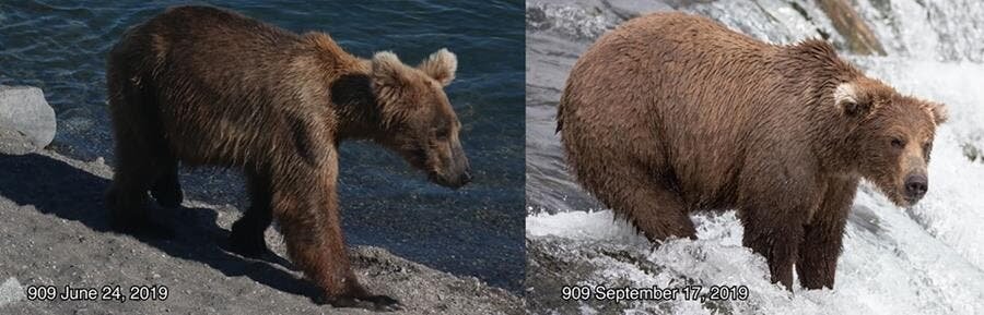 candidat, gros ours, parc naturel de katmai