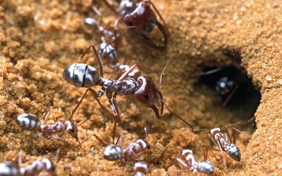 fourmi argentée saharienne, fourmis