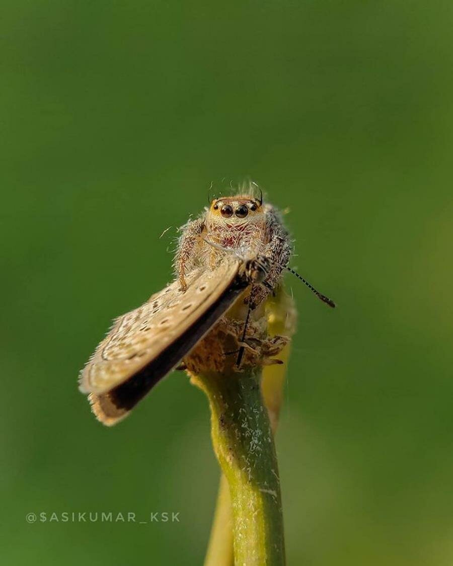 photo, smartphone, gros plan, macro, insecte