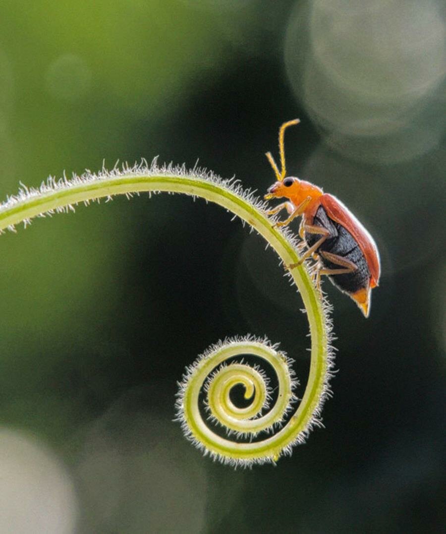 photo, smartphone, gros plan, macro, insecte