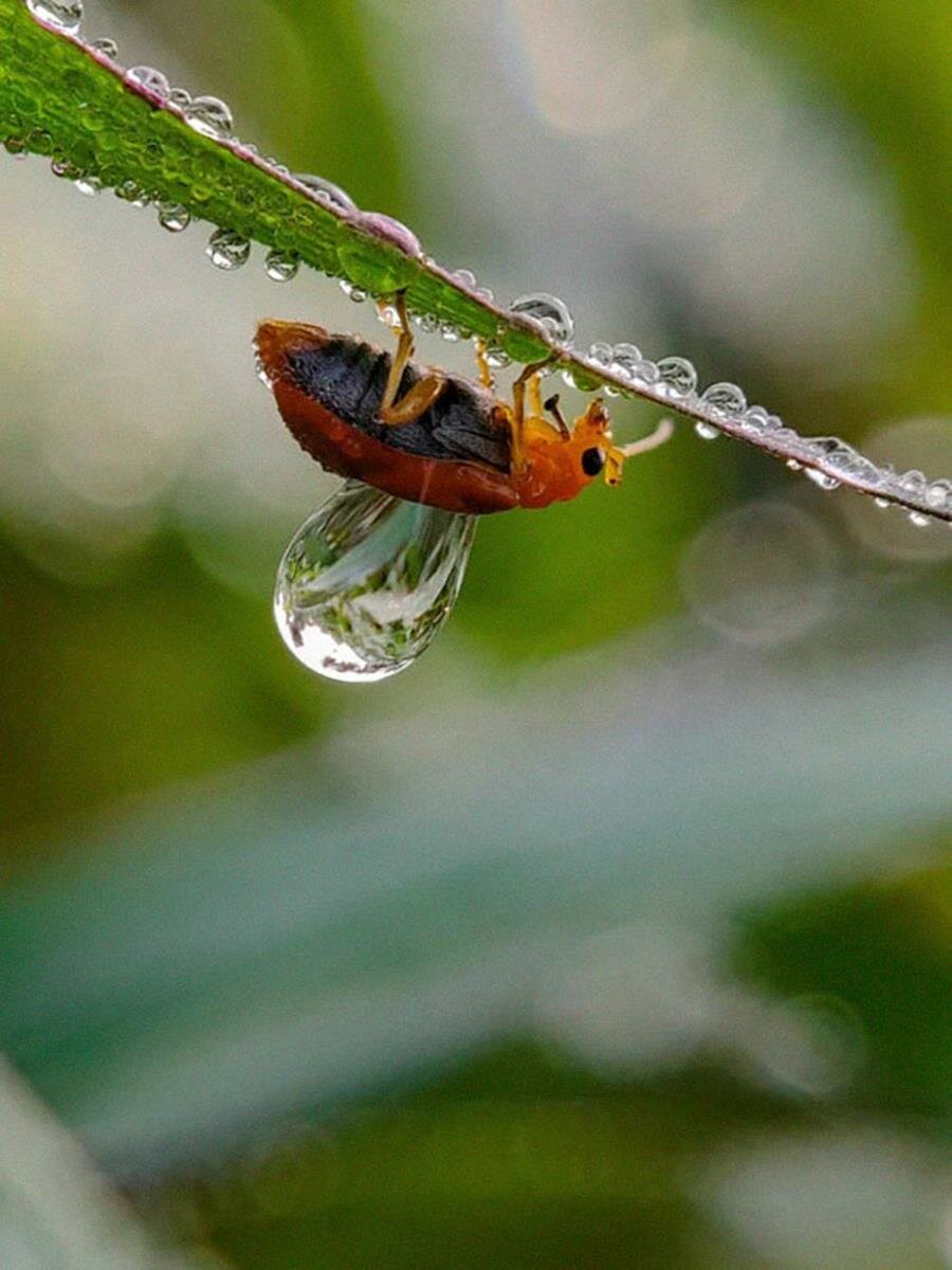 photo, smartphone, gros plan, macro, insecte