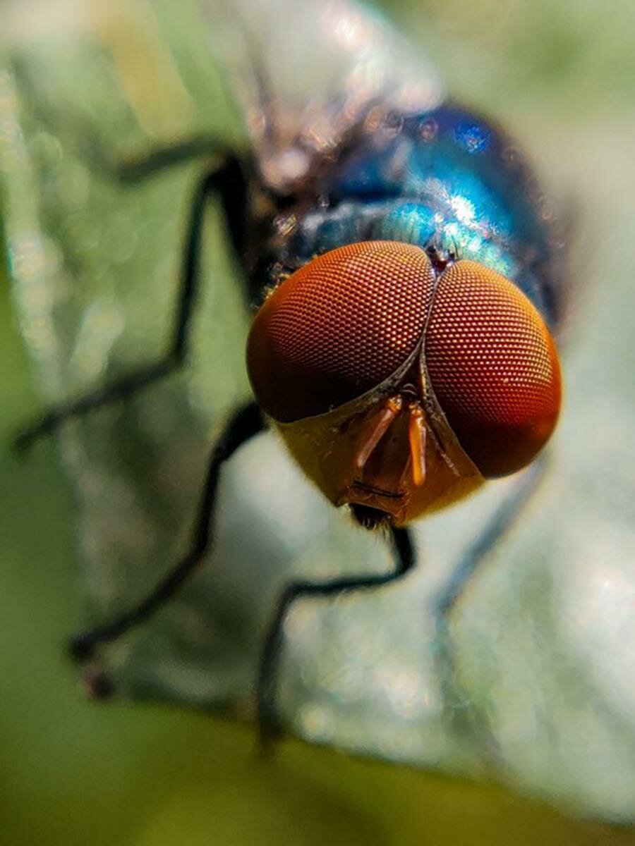 photo, smartphone, gros plan, macro, insecte