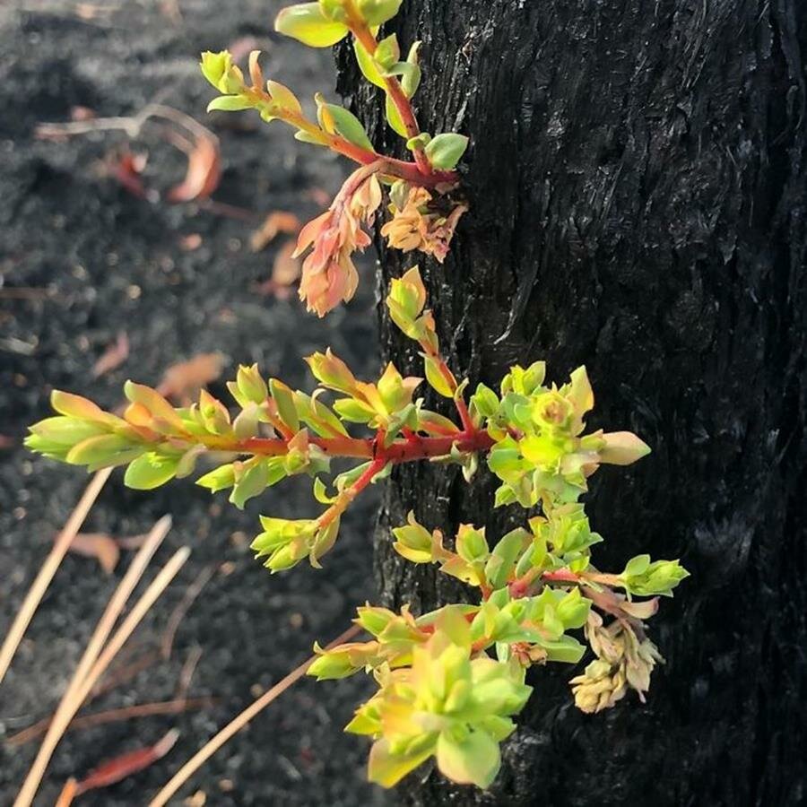 végétation, repousser, pousses, australie