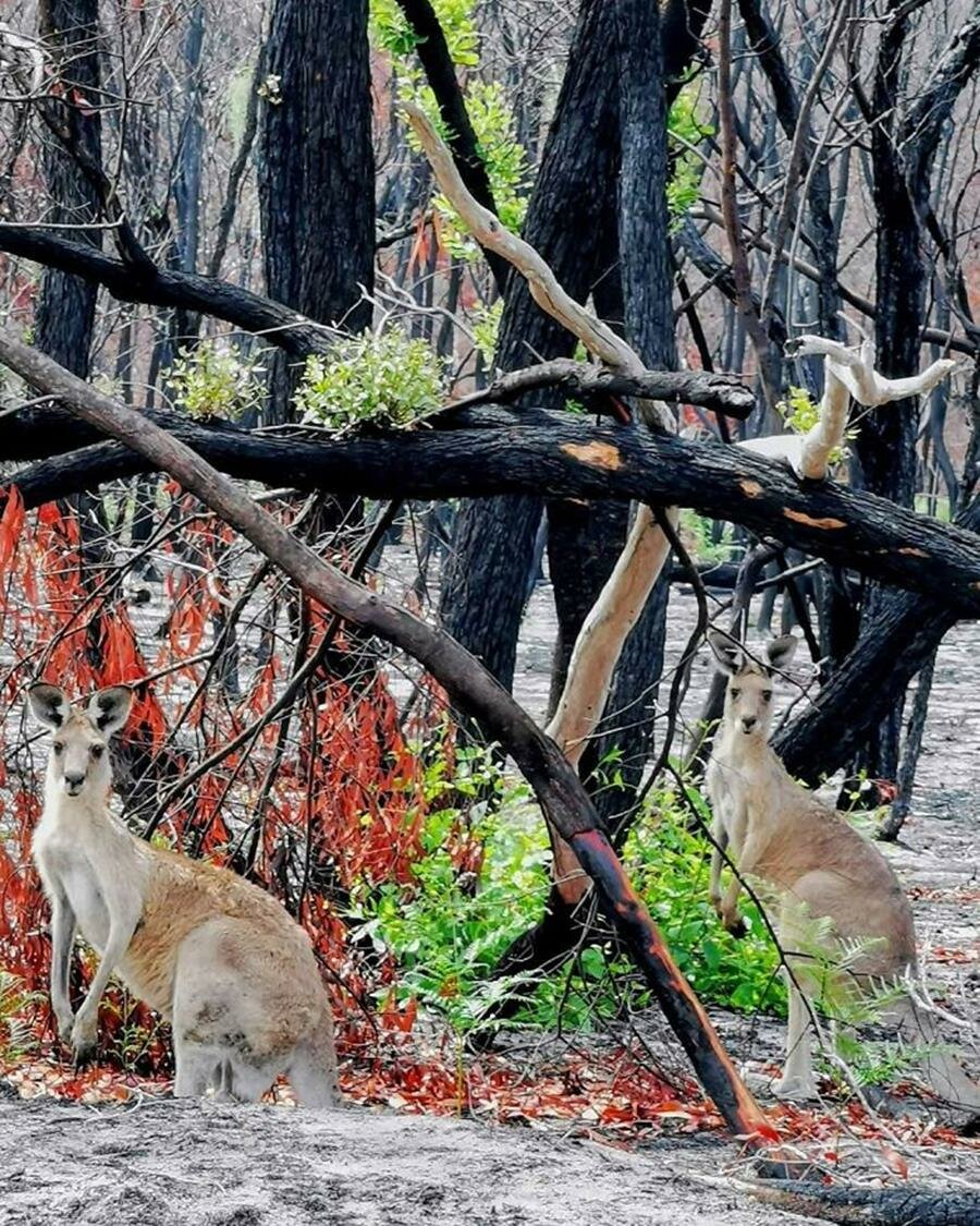 végétation, repousser, pousses, australie