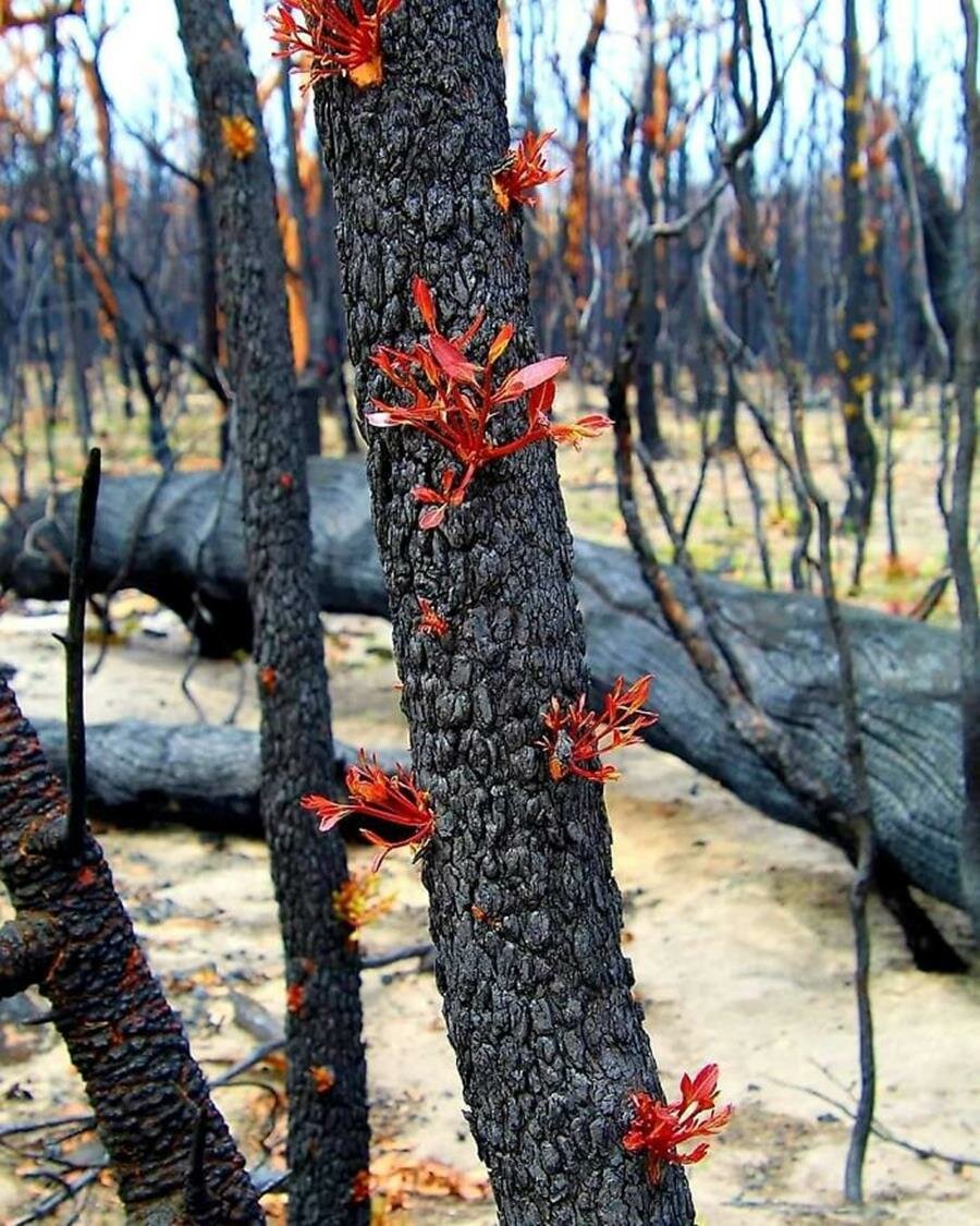 végétation, repousser, pousses, australie