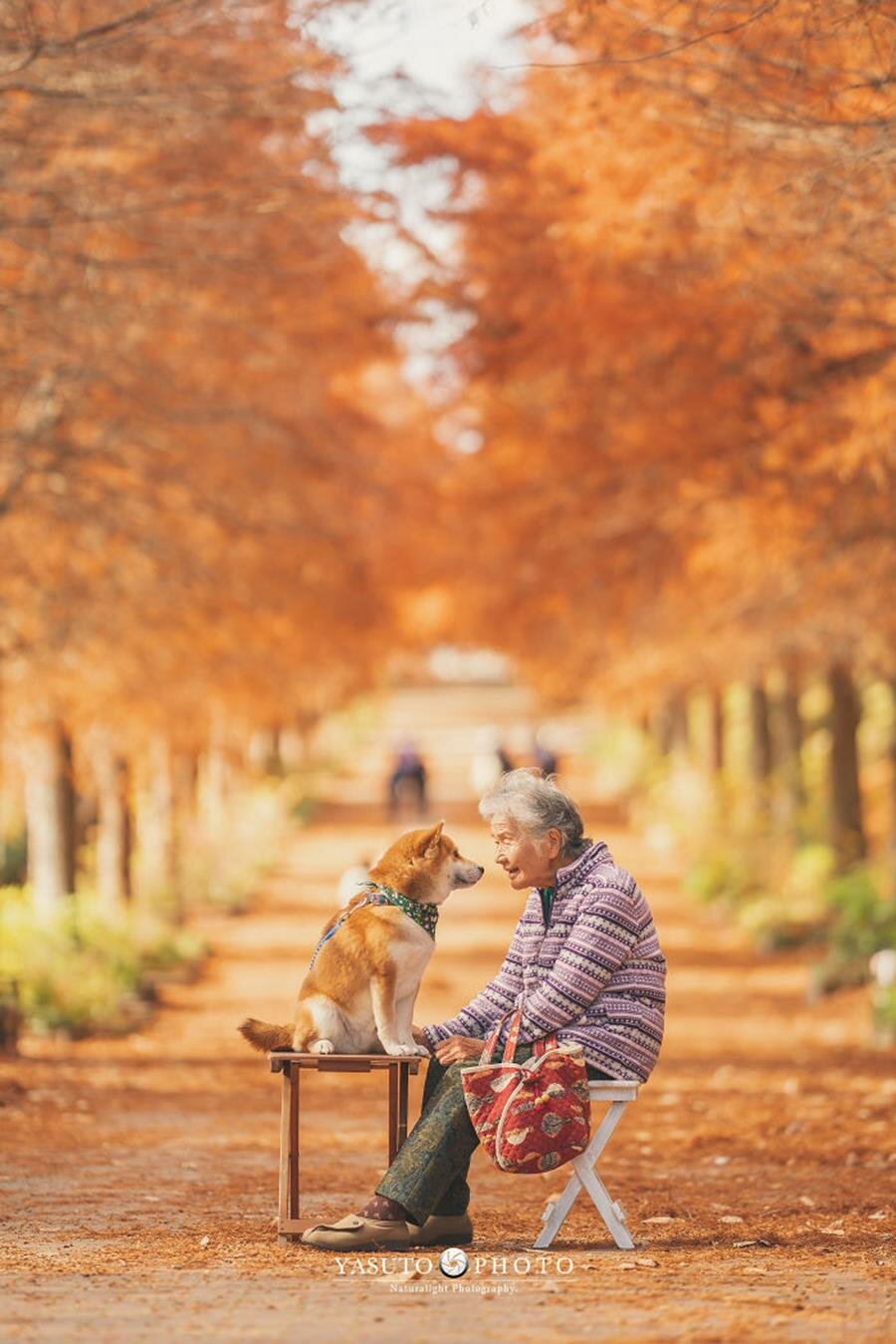 grand-mère, chien, adorable