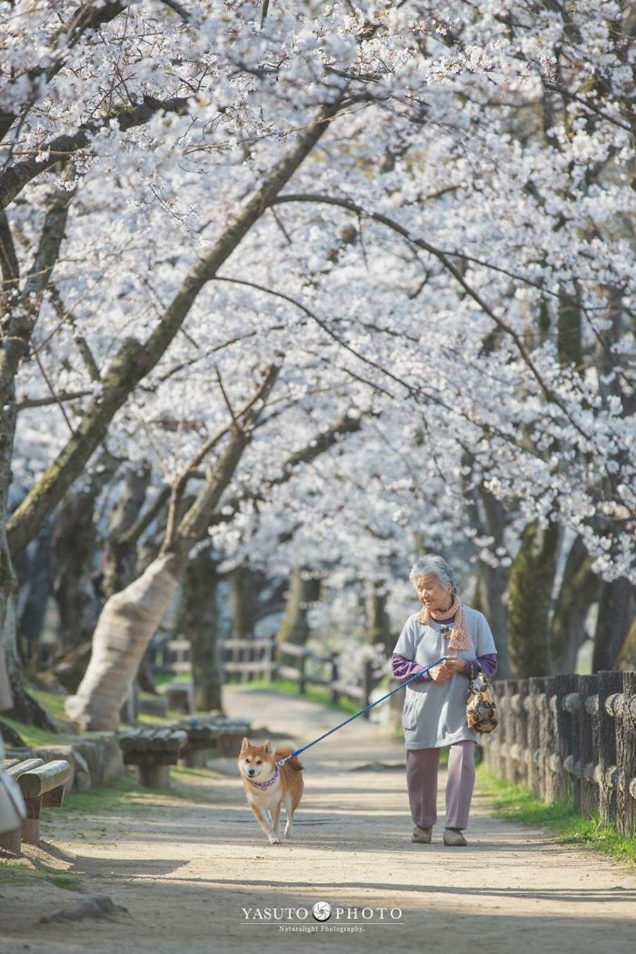 grand-mère, chien, adorable