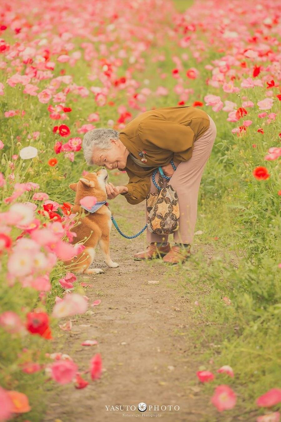 grand-mère, chien, adorable