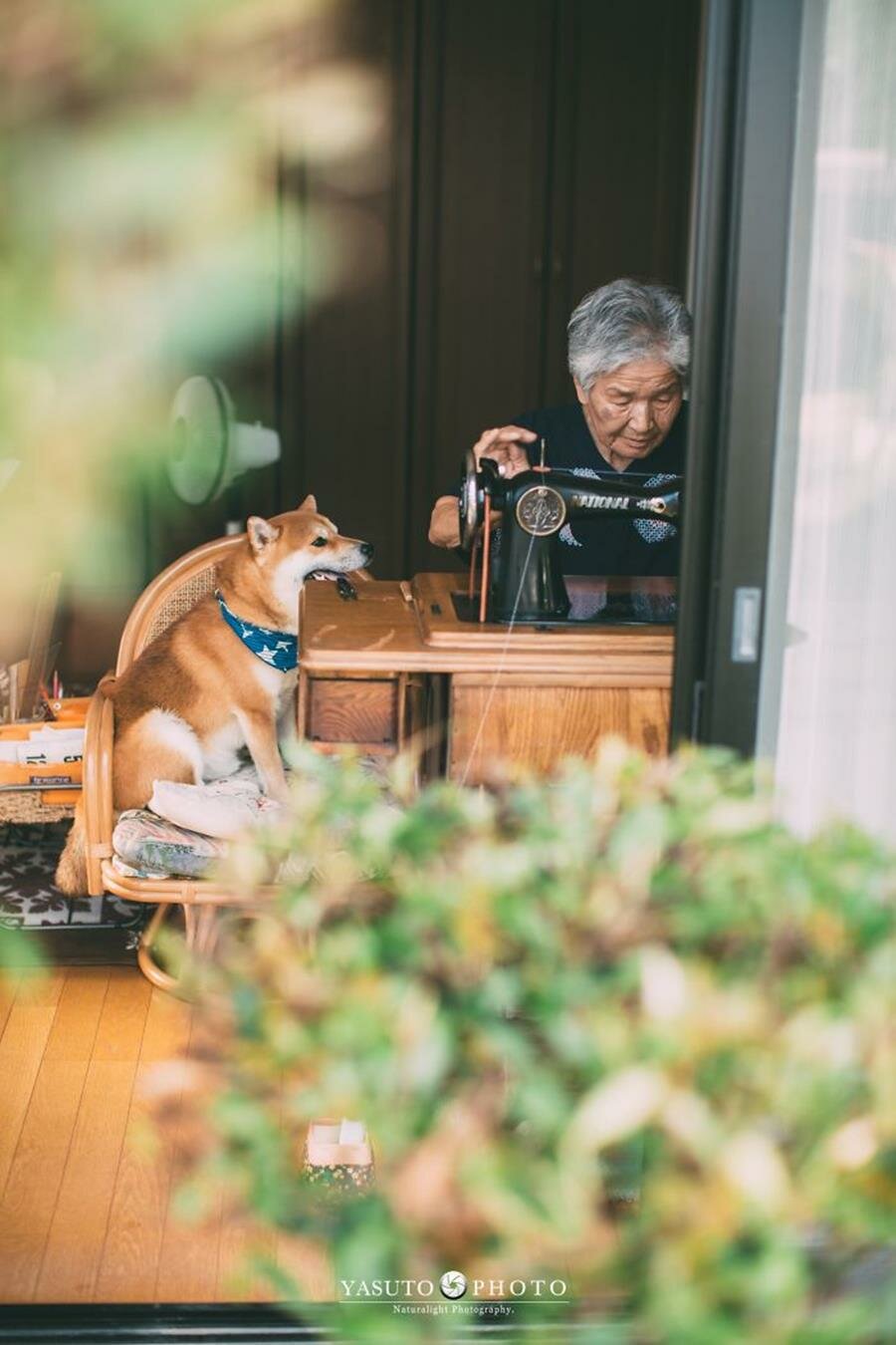 grand-mère, chien, adorable