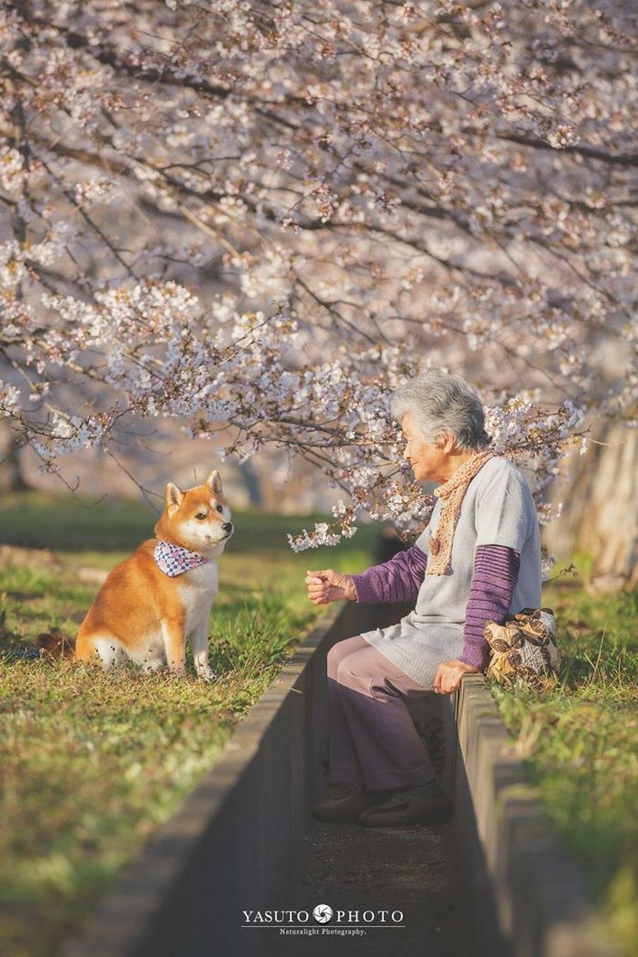 grand-mère, chien, adorable